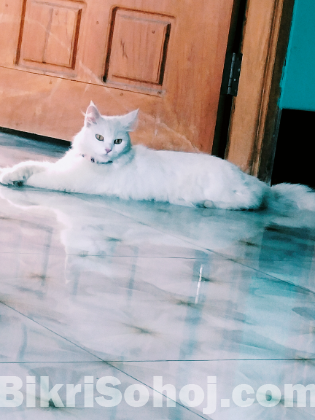 Punch face pure Persian adult female cat long coat